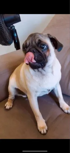Tô doando esse cachorrinho 