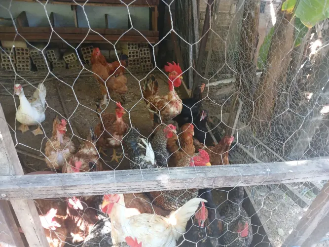 Vende-se galinhas e galos