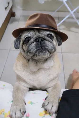 Doação de pug