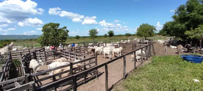 Fazenda para Venda em Catolândia, Área Rural de Catolândia