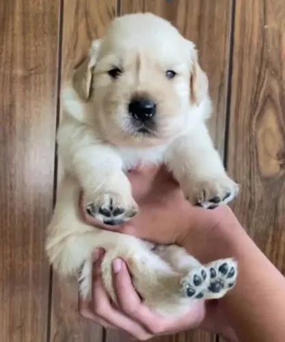Golden Retriever Filhotes Beleza Maravilhosa.