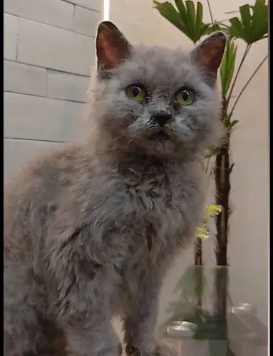 Selkirk Rex