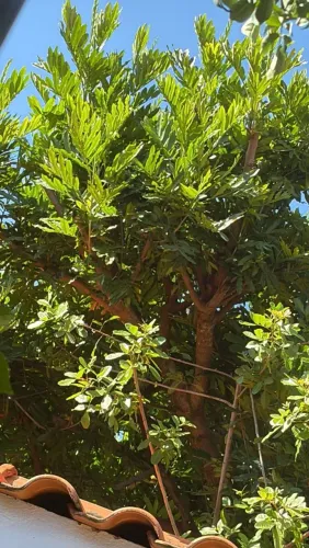 Manutenção de Jardim em geral completa