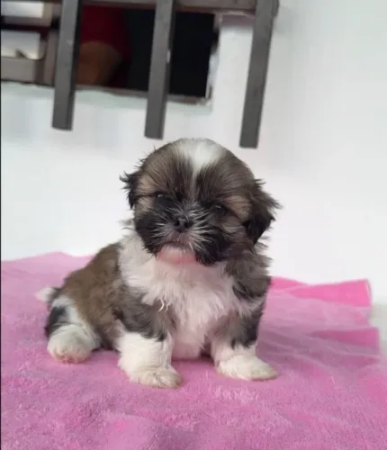 Shih tzu O Dia das Crianças pode ganhar um novo integrante