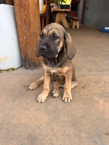 Fila brasileiro fêmea 