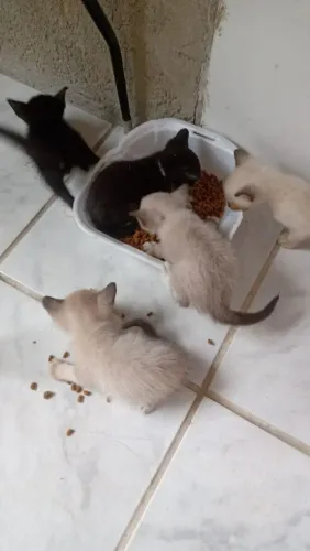 Doando gatinhos siameses e frajolas que precisam de um lar!