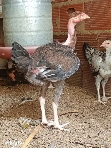 Frangos e frangas polaco índio gigante e GSB misturado 