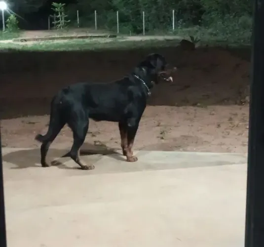 Filhote de Rottweiler padrão alemão
