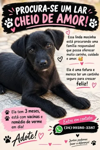 Doação de viralata fêmea