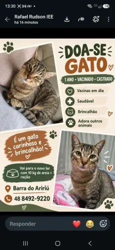 Doa-se lindo Gatinho