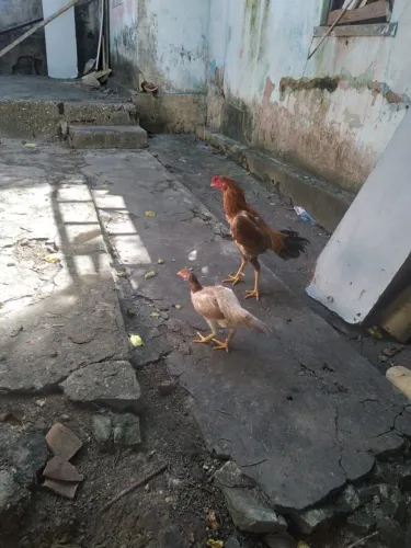 Galo índio 