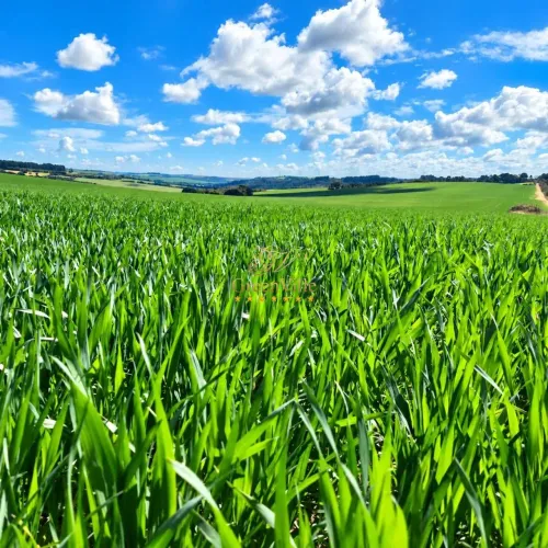 Porto Amazonas/PR | Fazenda Frente à Rodovia | 287 Hectares | 118 Alqueires