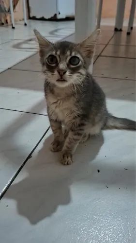 GATINHO MACHO PARA ADOÇÃO