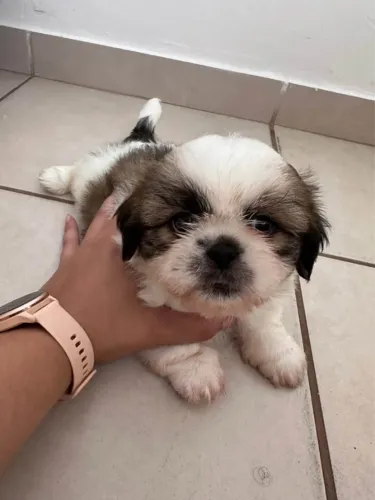 Doando filhote de Shih Tzu