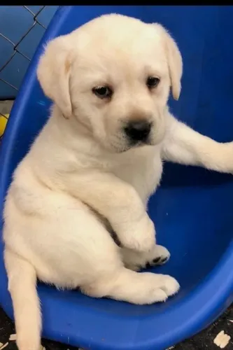Labrador Retriever - Filhotinho Com Um Charme Que Conquista Fácil