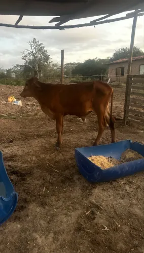 Bezerro