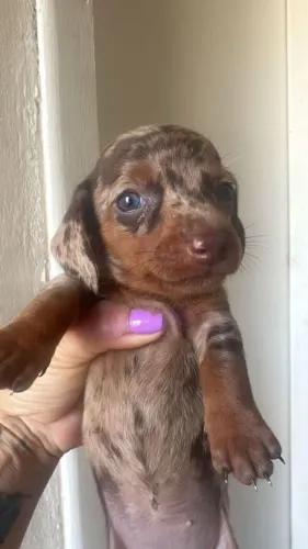 Golden lindão bem grande, também temos fêmeas