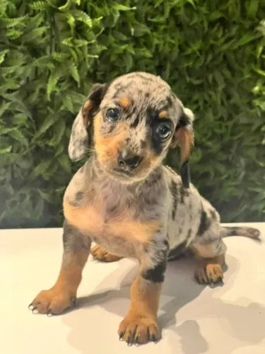 Dachshund grande pelo curto