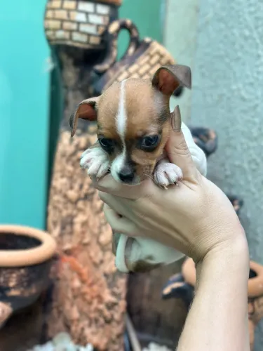Pinscher número 1
