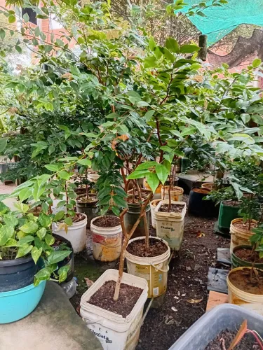 Jabuticaba ibrida 80 reais