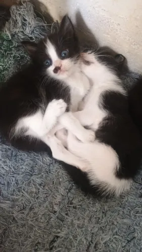Doação de gatinhos