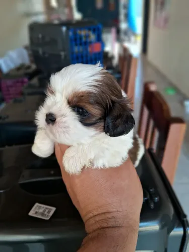 Shitzu mini
