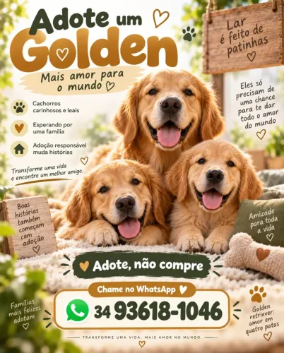 Vende-se filhote de Golden Retriever