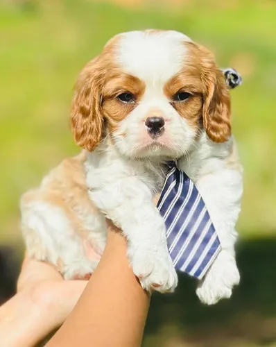 CAVALIER KING ALTO PADRÃO!!!