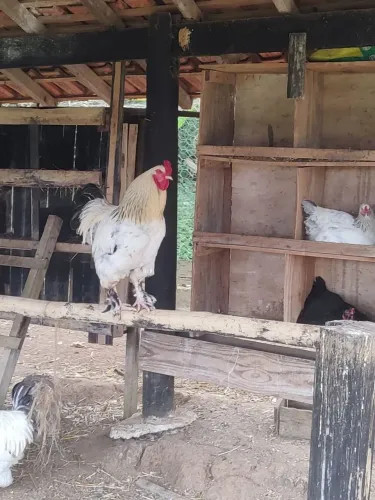 Galo Brahma