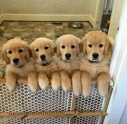 Filhotes de Golden Retriever | O amigo que conquista sem esforço.