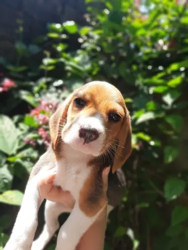 Filhotes Machos e Femeas de Beagle 13 polegadas