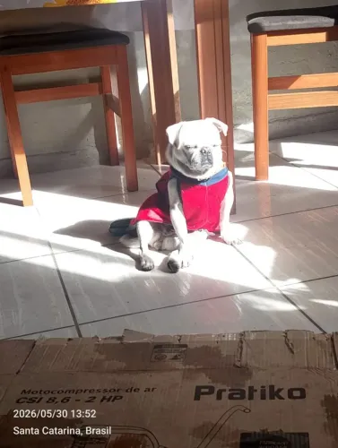 Pug fêmea branca albina 3 a 4 anos reprodutora 