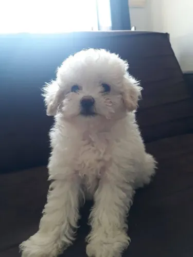 Filhotes de Poodle criados com carinho
