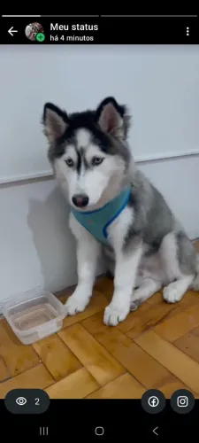 Vende-se husk siberiano 4 meses baixei o preço de 1300 por 750