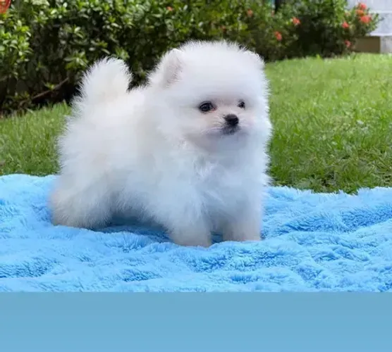 doação de cachorro