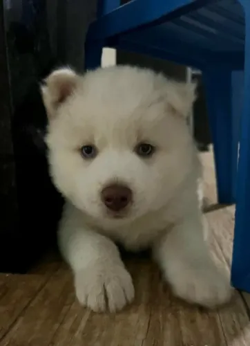 Filhote de Husky Siberiano