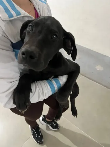 Dogue alemão 