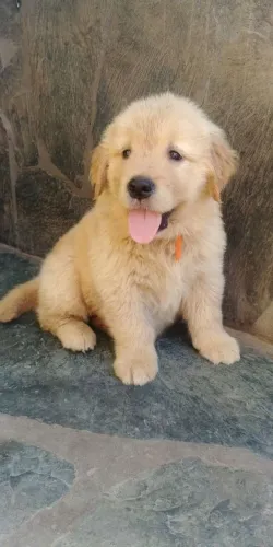 Golden Retriever Filhotinhos Lindos e Carinhosos