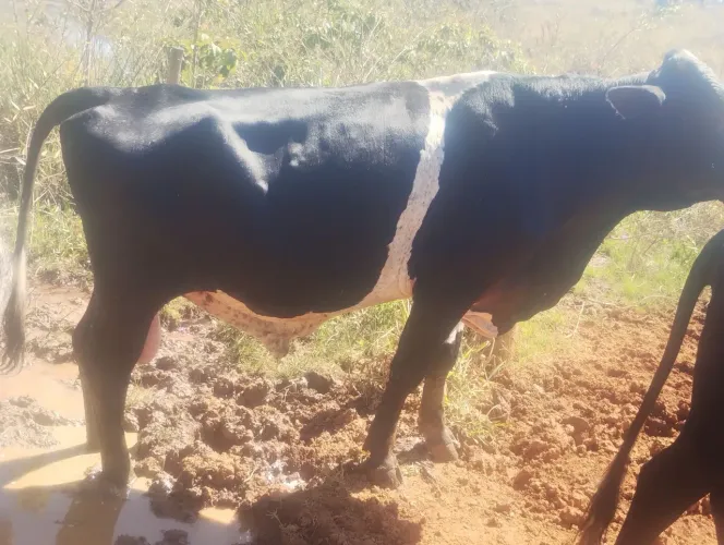 Touro Girolando 3/4 4 anos $8.000,00 inseminação