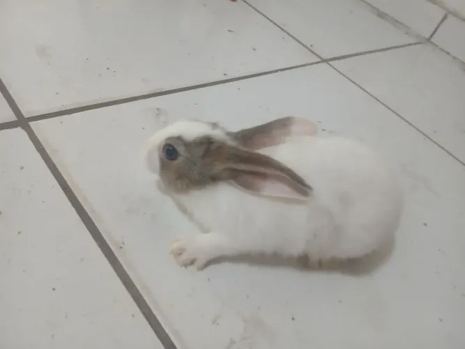 Coelhos