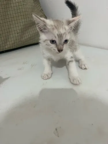 Gatinhos para Adoção Responsável