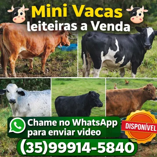 Mini Vacas leiteiras a Venda ( Tenho 5 minivaca ) e mini Boi
