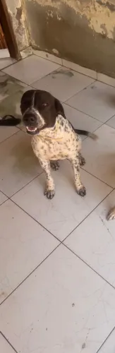 Adoção