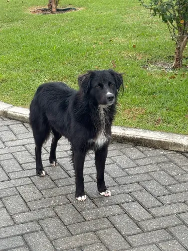 Doa-se cachorrinho dócil 