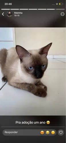 GATA SIAMÊS 