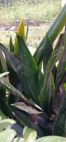 Plantas ornamentais a partir de R$10,00 Iranduba/ Manaus