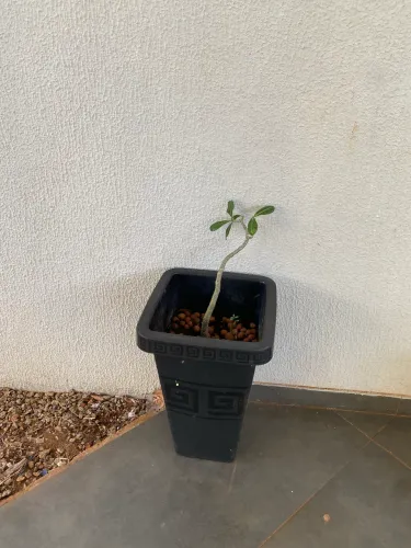 Muda de Planta Rosa do Deserto