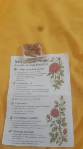 100 sementes de Rosas Trepadeiras