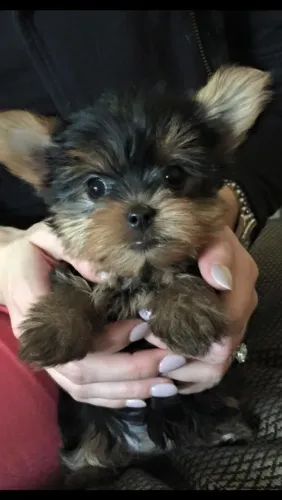 Yorkshire Terrier Um Charme De Quatro Patinhas Esperando Por Você