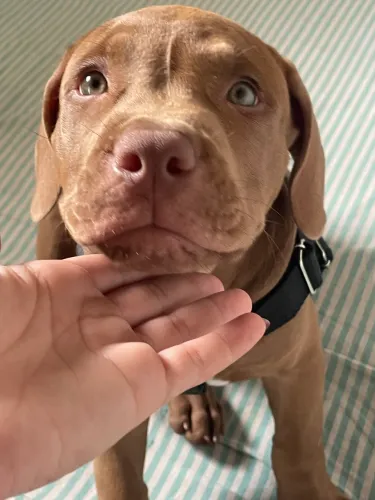 pitbull puro 4 meses com 3 vacinasV10 em dias